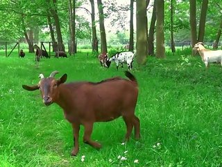 Monstruos oude man krijgt utterly lief tiener zuigen zijn staaf